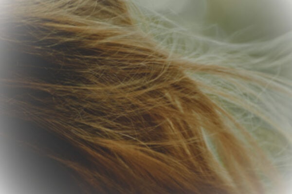 close up of image of brown hair blowing in the wind Hair Butler™ hair extension workstation tool
